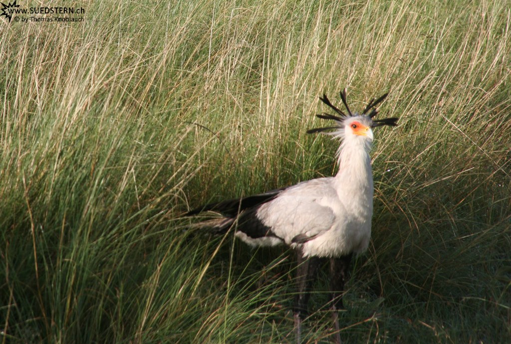 IMG 8314-Kenya, secretary bird in Masai Mara